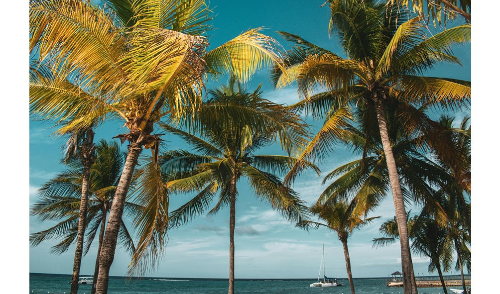 Jamaican Blue Mountain